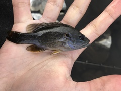 Lepomis cyanellus