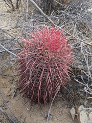 Ferocactus gracilis gracilis