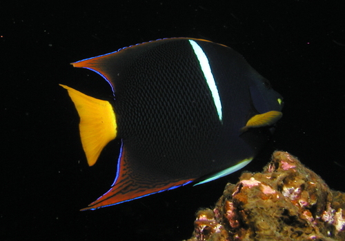 King angelfish (Holacanthus passer) — Pomacanthidae — 4