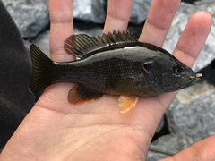 Lepomis cyanellus