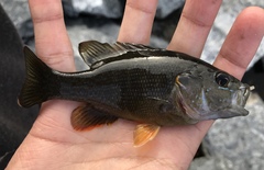 Lepomis cyanellus