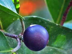 Garcinia warrenii