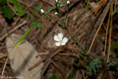 Linum pringlei