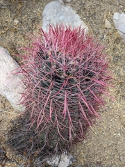 Ferocactus gracilis gracilis