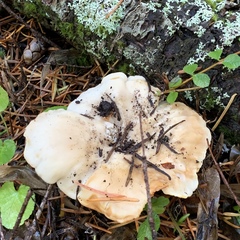Cantharellus subalbidus