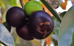 Garcinia warrenii
