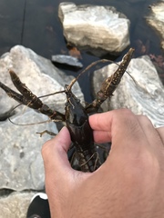 Faxonius virilis