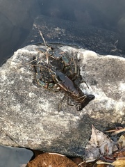 Faxonius virilis