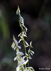 Melica brasiliana
