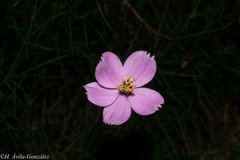 Cosmos ochroleucoflorus