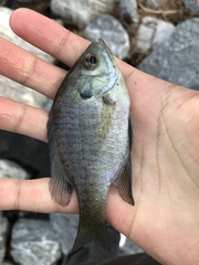 Lepomis macrochirus