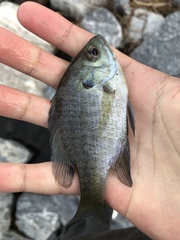 Lepomis macrochirus