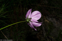 Cosmos ochroleucoflorus