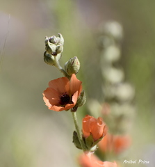 Sphaeralcea crispa