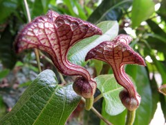 Aristolochia deltantha