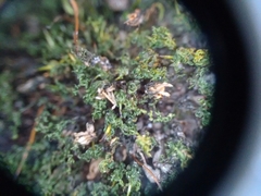 Atrichum altecristatum