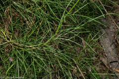 Cosmos ochroleucoflorus
