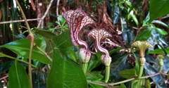Aristolochia deltantha