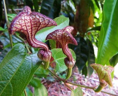 Aristolochia deltantha