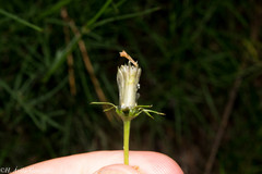 Cosmos ochroleucoflorus