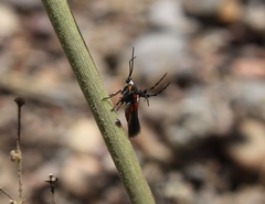 Aetole unipunctella