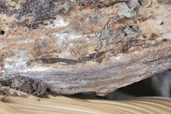 Crustodontia chrysocreas