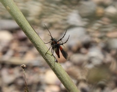Aetole unipunctella