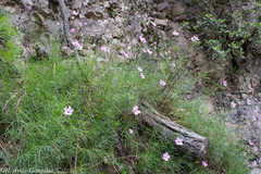 Cosmos ochroleucoflorus