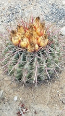 Ferocactus viridescens