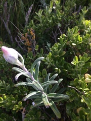 Helichrysum leucopsideum
