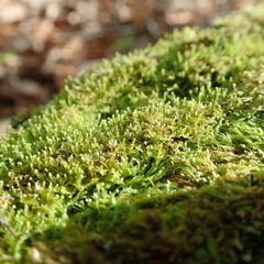 Odontoschisma denudatum