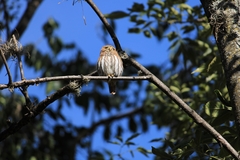 Glaucidium