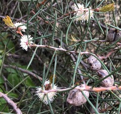 Hakea mitchellii