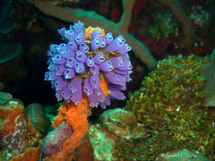 Clavelina puertosecensis
