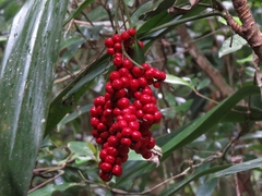 Cordyline cannifolia