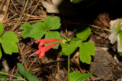 Agastache coccinea