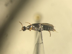 Pelecotoma flavipes
