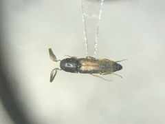Isorhipis obliqua