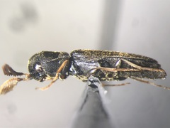 Isorhipis obliqua