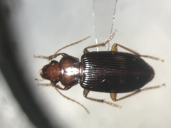 Trichotichnus vulpeculus