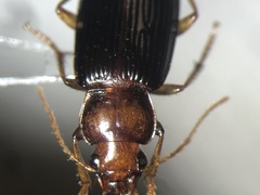 Trichotichnus vulpeculus