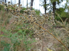 Chenopodiastrum simplex