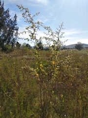 Kearnemalvastrum lacteum