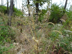 Chenopodiastrum simplex