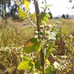 Kearnemalvastrum lacteum