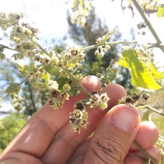 Kearnemalvastrum lacteum