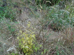 Chenopodiastrum simplex