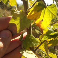 Kearnemalvastrum lacteum