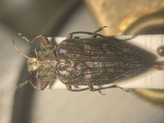 Chrysobothris femorata