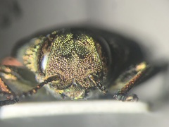 Chrysobothris femorata